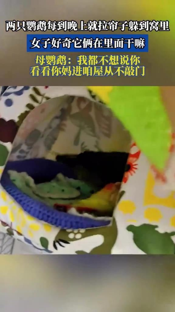 两只鹦鹉每到晚上就躲到窝里拉帘子