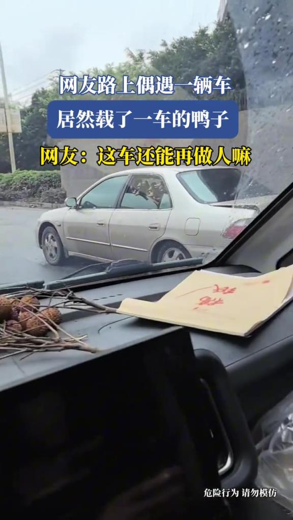 網(wǎng)友路上偶遇一輛車,居然載了一車的鴨子!!