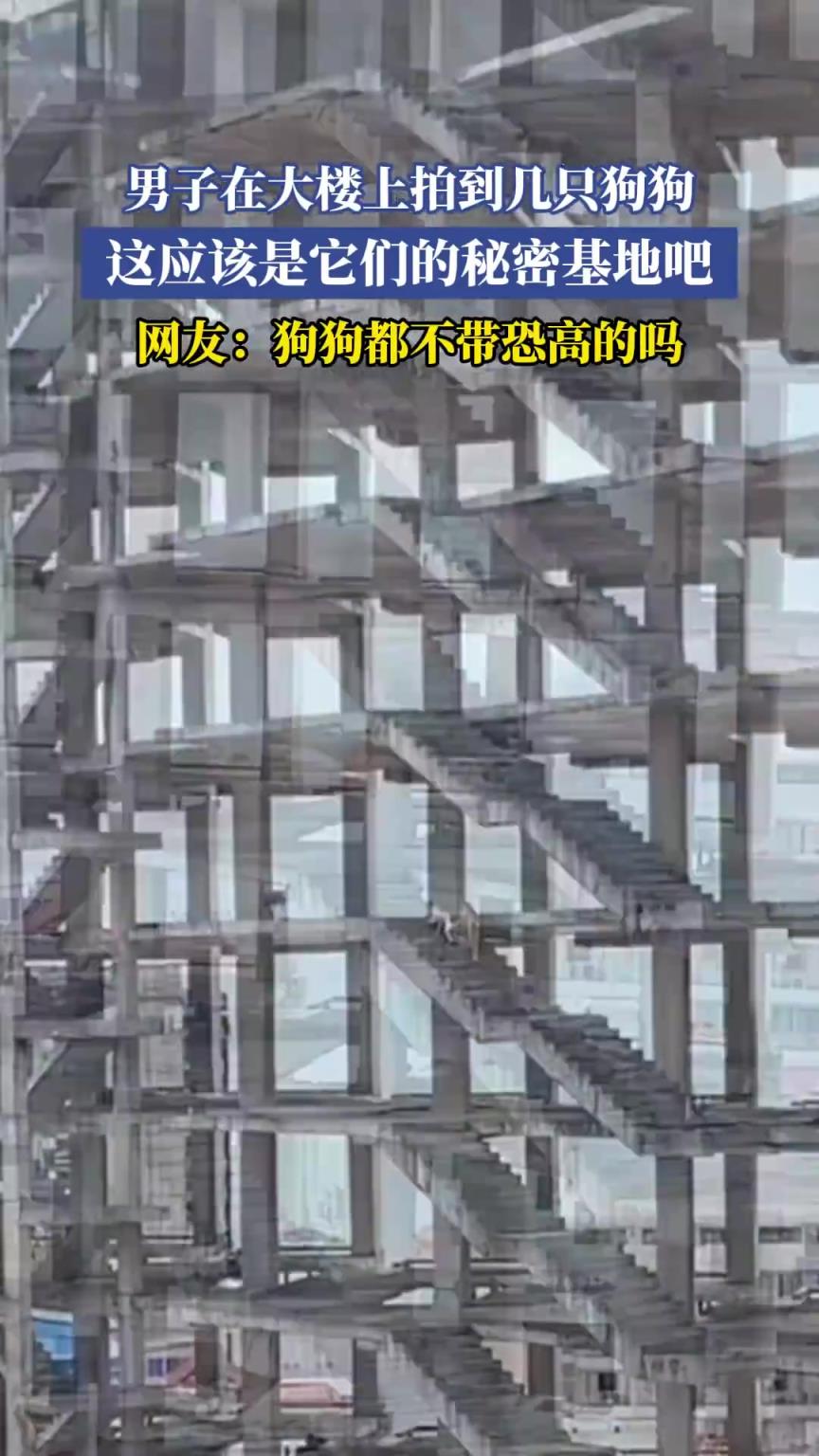 男子在大楼上拍到几只狗狗，这应该是它们的秘密基地吧