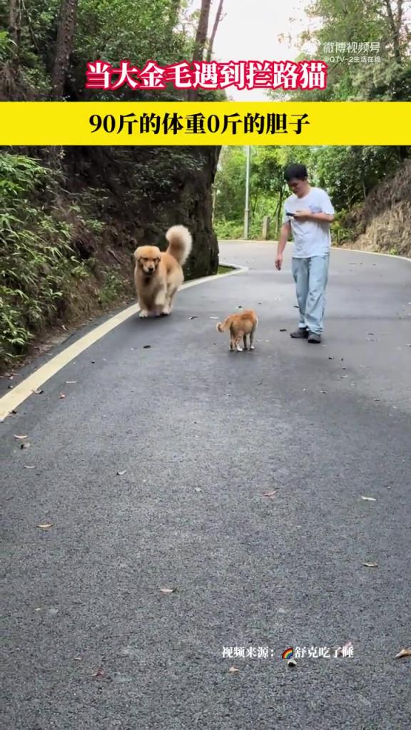 当大金毛遇到拦路猫，90斤的体重0斤的胆子