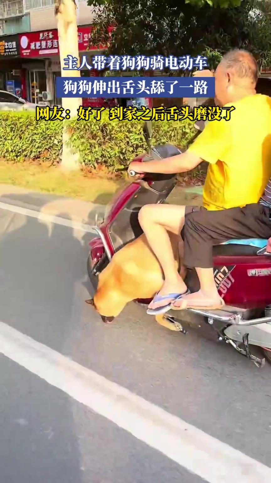 主人帶著狗狗騎電動車，狗狗伸出舌頭舔了一路