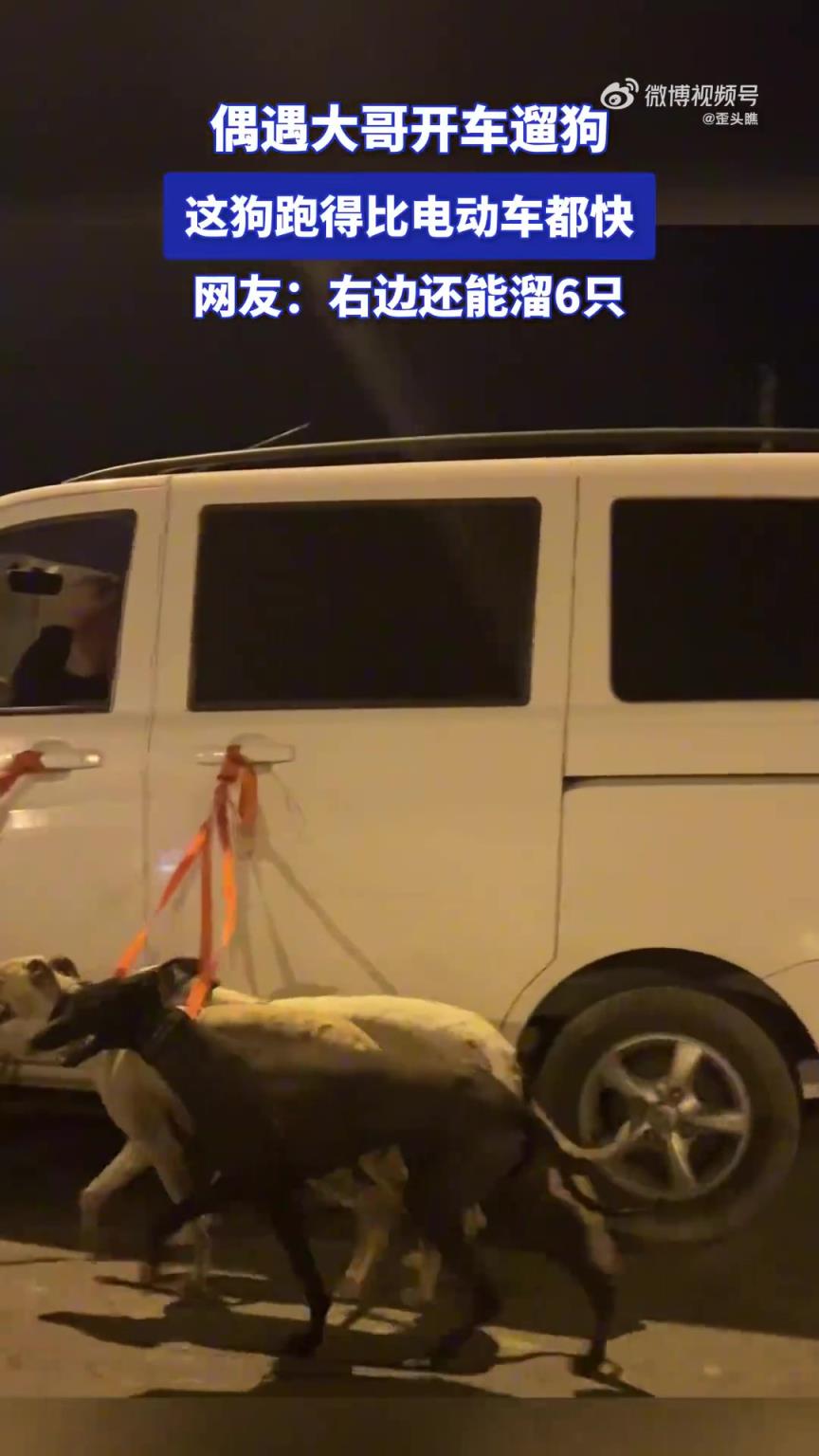 偶遇大哥開車遛狗
