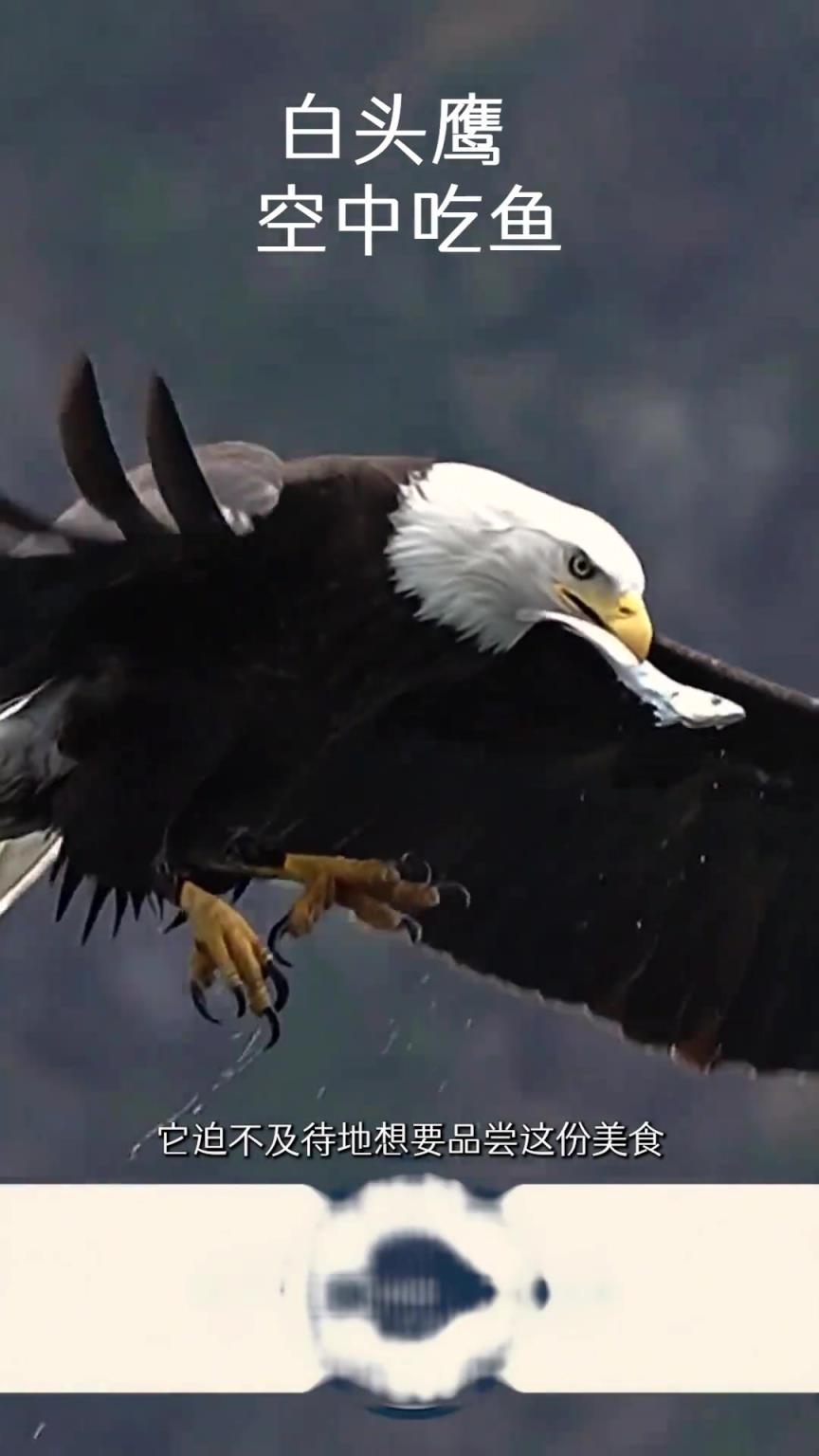 白頭鷹空中吃魚，魚：顛著顛著說不定我就逃走了！
