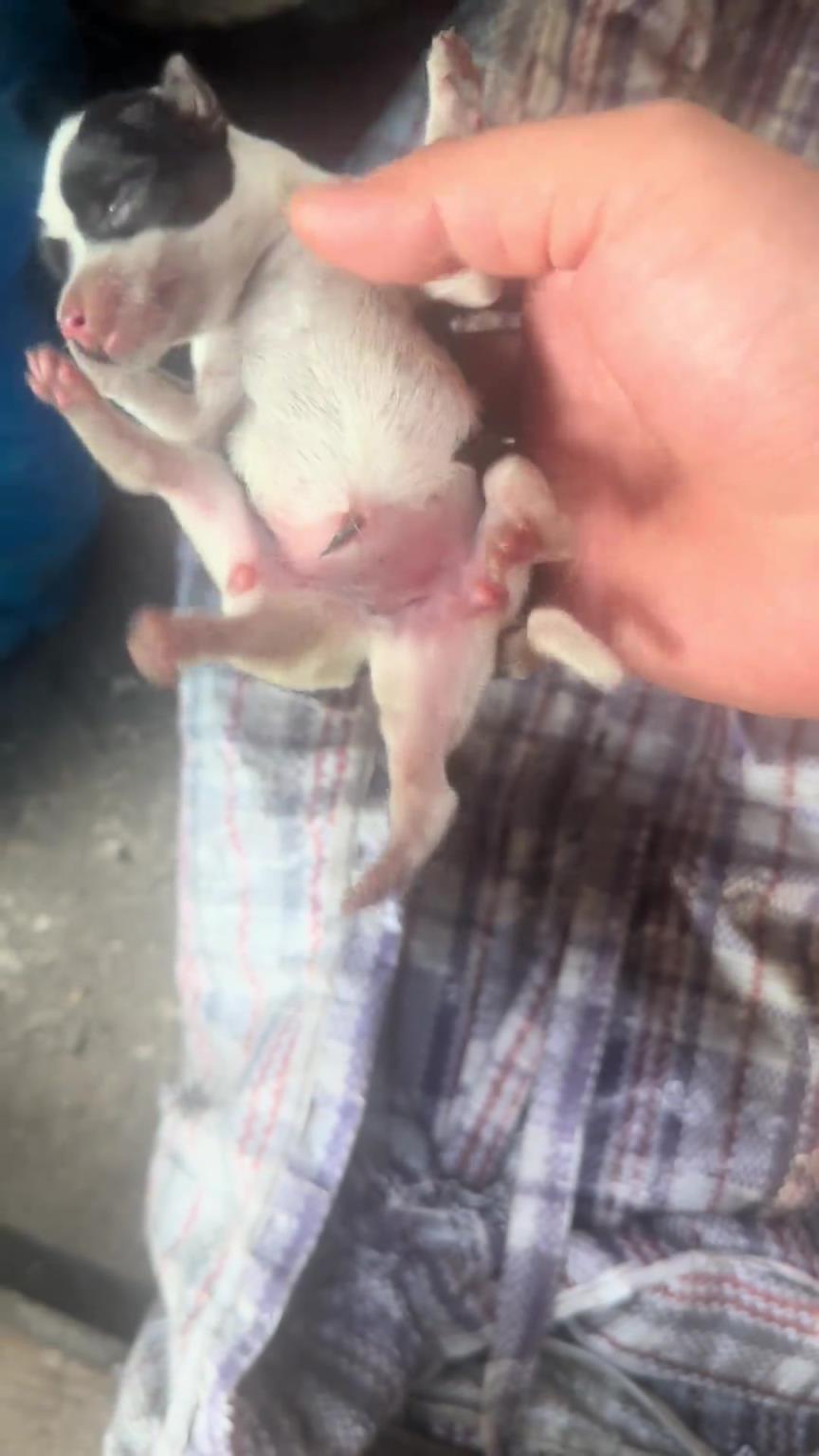 6条腿的狗！怎么做到的？！