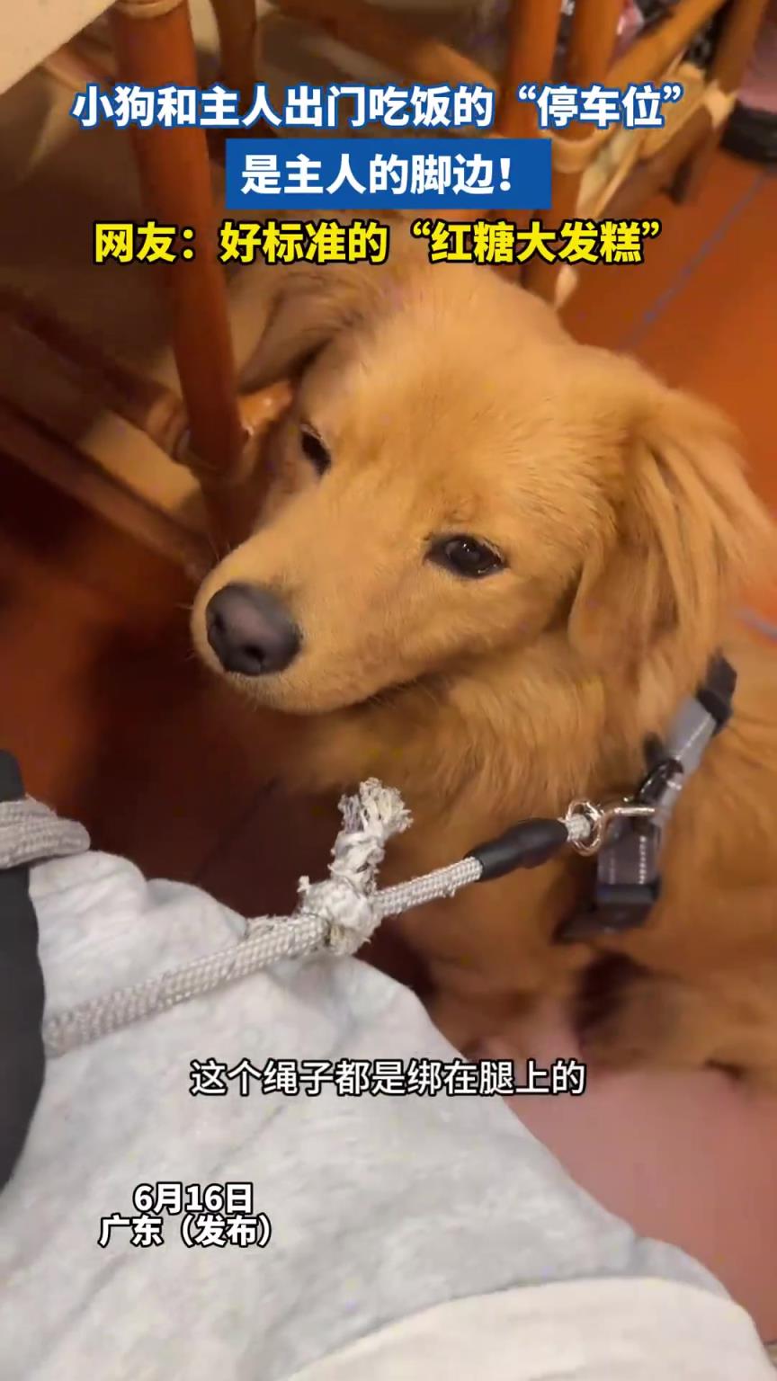 小狗和主人出门吃饭的“停车位”，是主人的脚边！