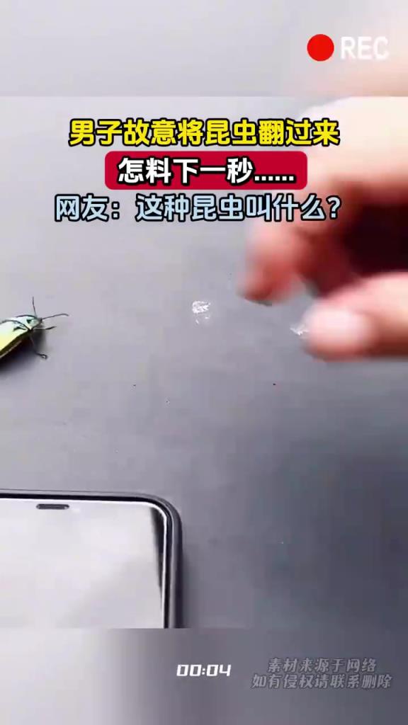 男子故意將昆蟲翻過來 怎料下一秒