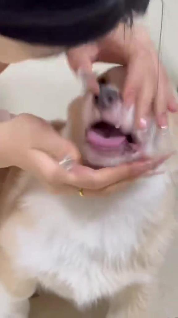 “女生為什么要獎(jiǎng)勵(lì)它?。浚　? title=