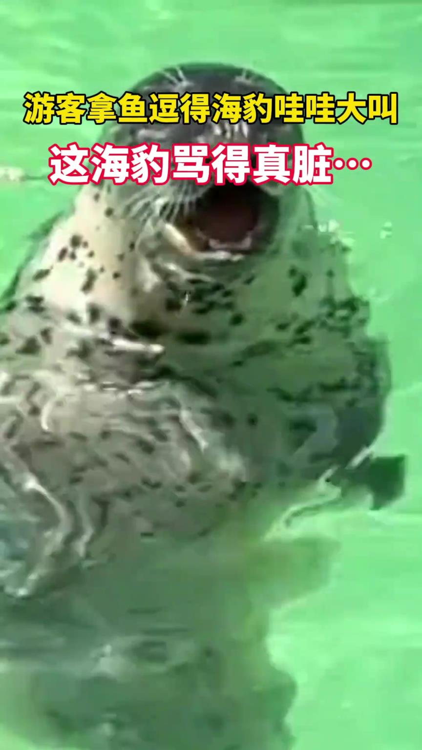 游客拿鱼逗得海豹哇哇大叫
