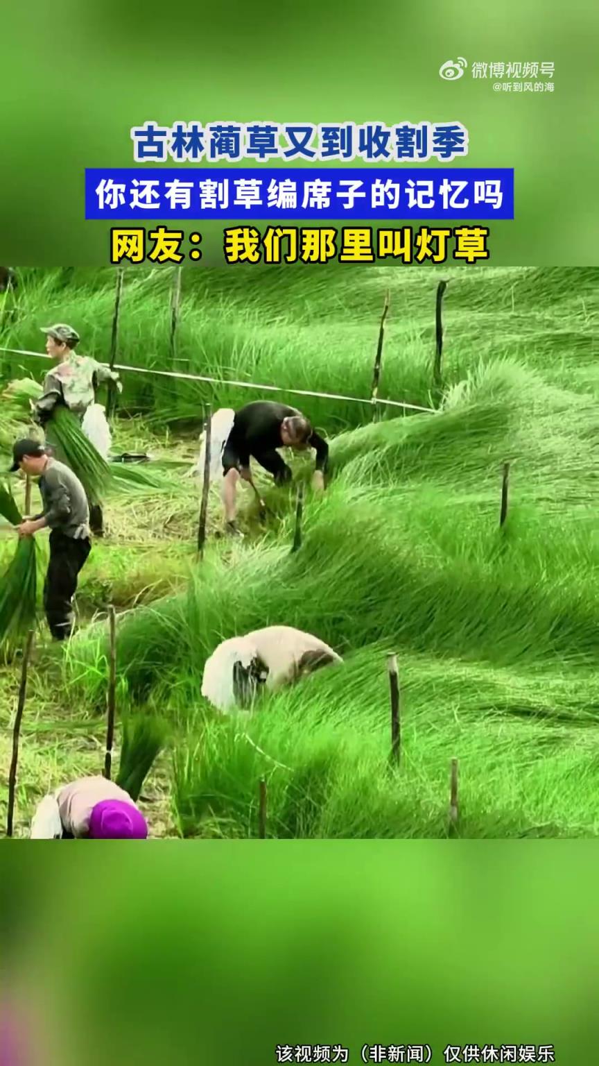 古林蔺草又到收割季，你还有割草编席子的记忆吗？