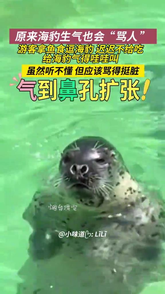 海豹急了也会说话的！