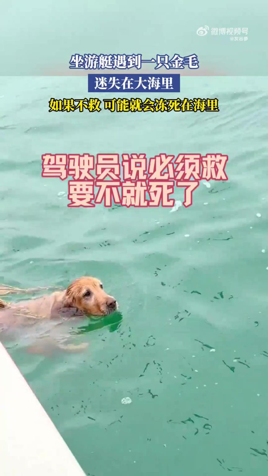 坐游艇遇到一只金毛