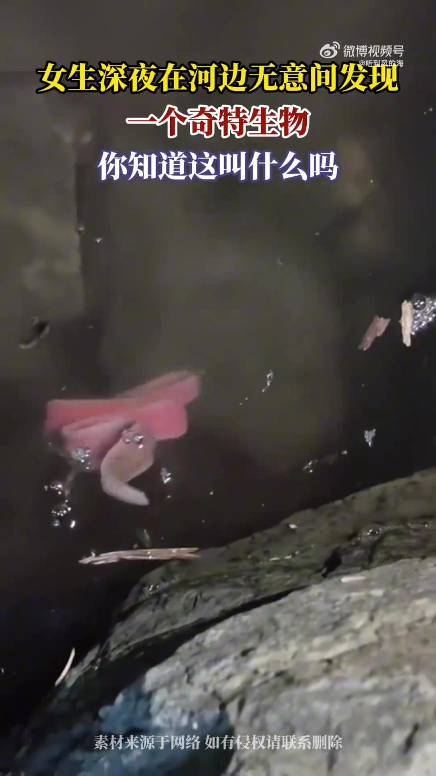 女生深夜在河边无意间发现，一个奇特生物，你知道这叫什么吗