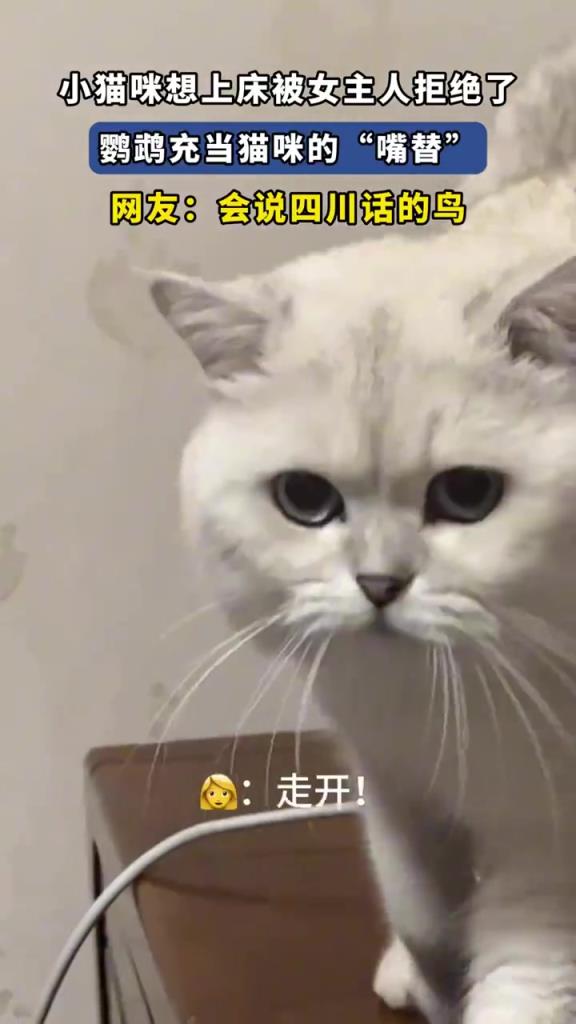 小猫咪想上床被女主人拒绝了，鹦鹉充当猫咪的“嘴替”