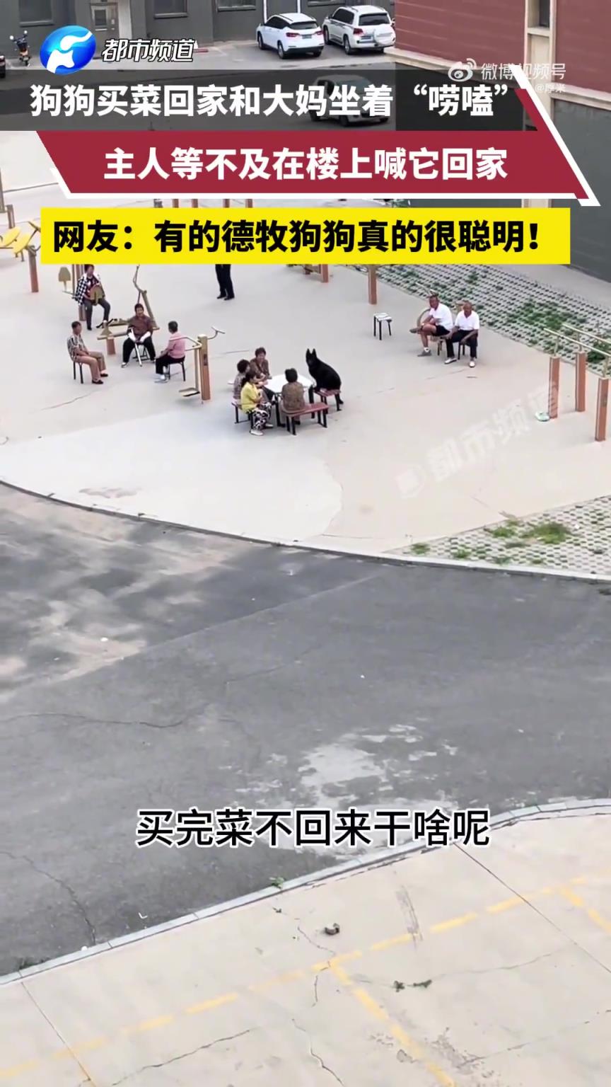 狗狗买菜回家和大妈坐着唠嗑