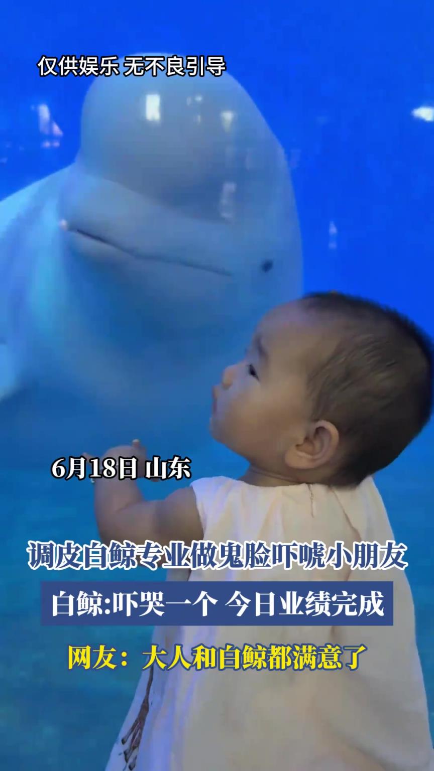 调皮白鲸专业做鬼脸吓唬小朋友，网友：大人和白鲸都满意了