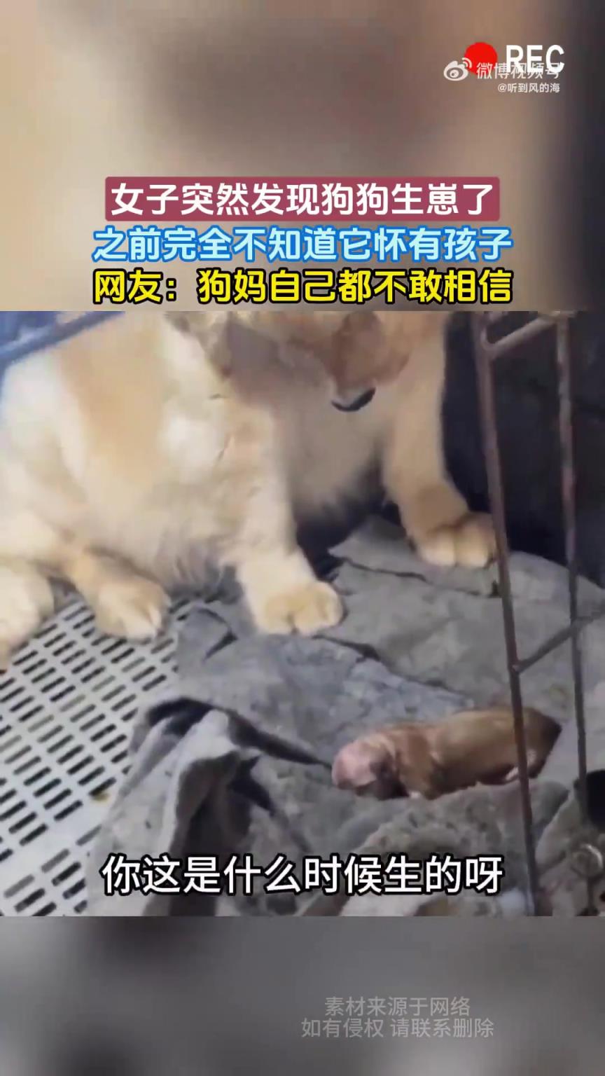 女子突然发现狗狗生崽了，之前完全不知道它怀有孩子