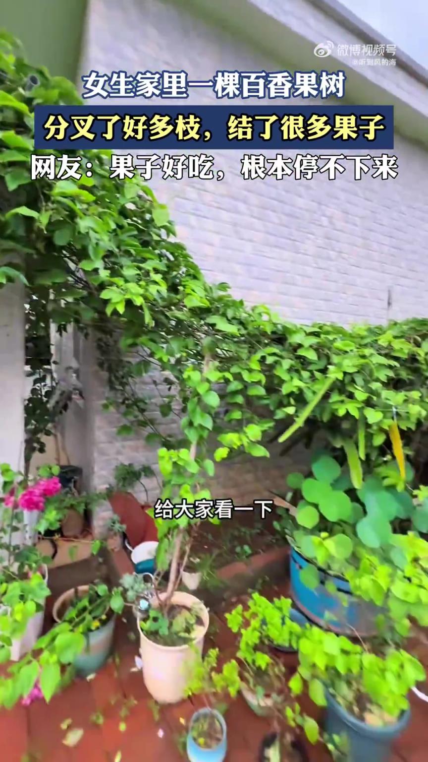 女生家里一棵百香果树，分叉了好多枝，结了很多果子！！
