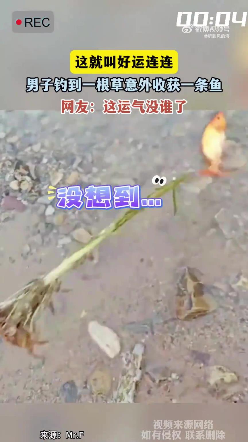 这就叫好运连连，男子钓到一根草意外收获一条鱼