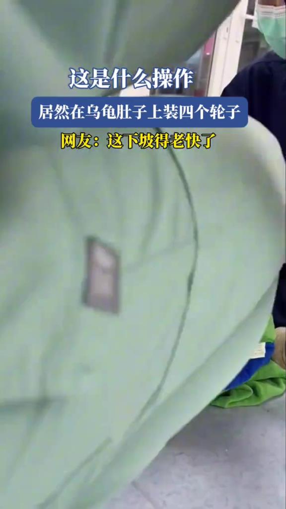 居然在乌龟肚子上装四个轮子,这是什么操作!!!