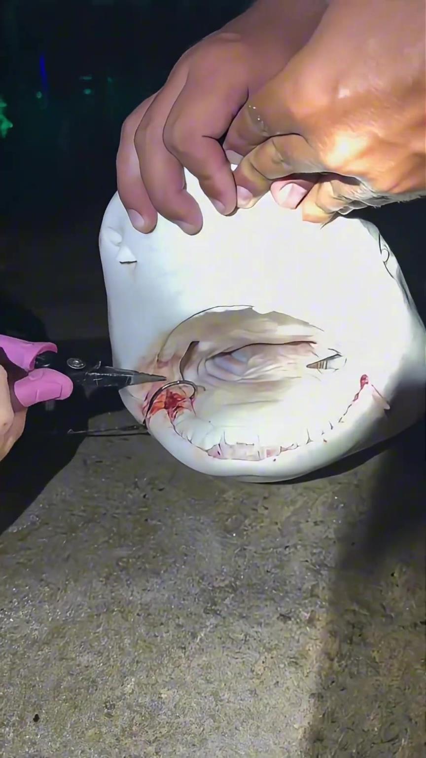 釣到鯊魚鉤子取不下來