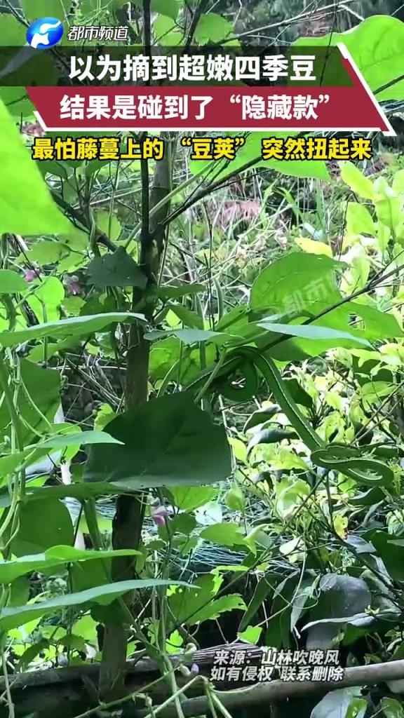 以為摘到超嫩四季豆，結(jié)果是碰到了“隱藏款”
