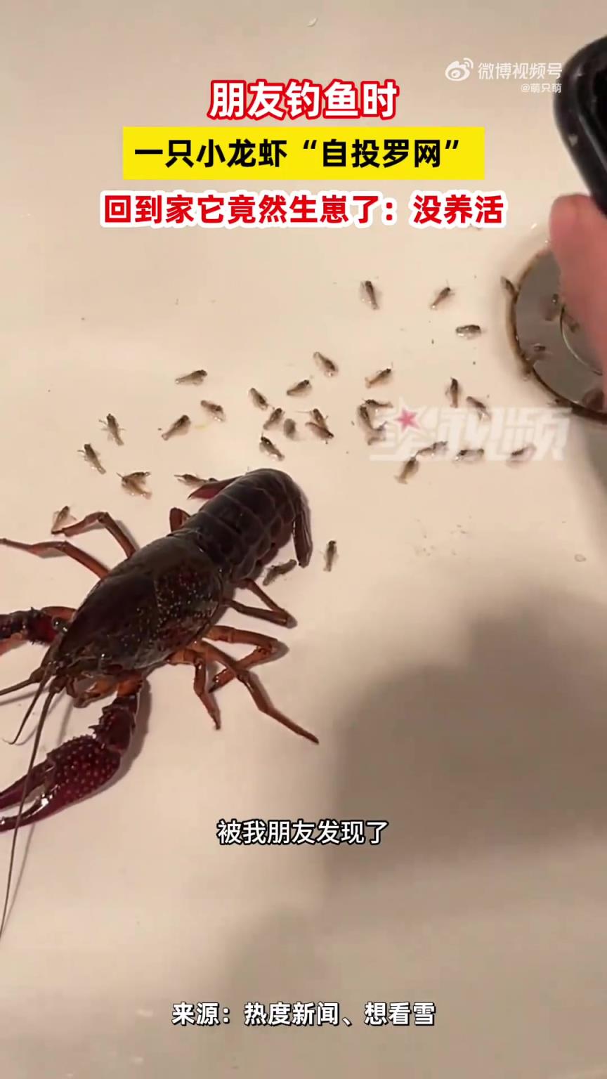 钓鱼时一只小龙虾“自投罗网”，回到家它竟然生崽了