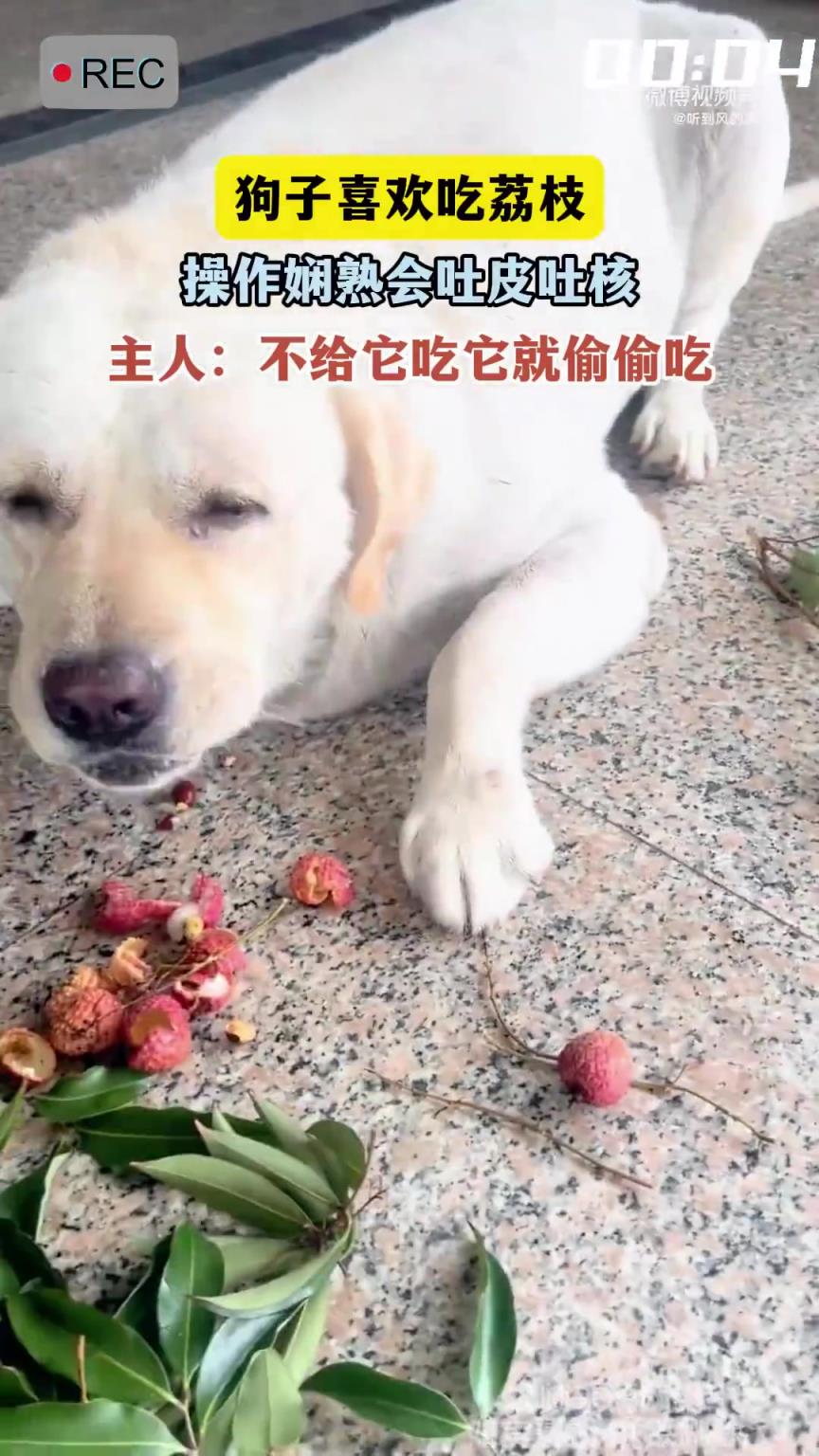 狗子喜歡吃荔枝，操作嫻熟會(huì)吐皮吐核，主人：不給它吃它就偷偷吃