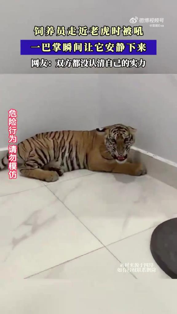 飼養(yǎng)員走近老虎時(shí)被吼，一巴掌瞬間讓它安靜下來！