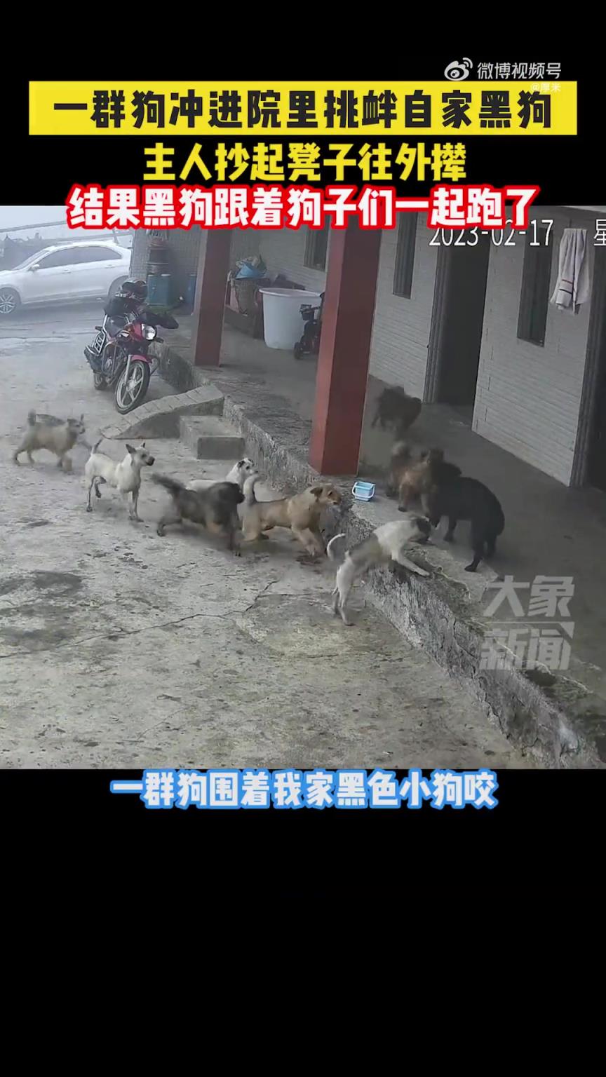 一群狗冲进院里挑衅自家黑狗，主人抄起凳子往外撵，结果..