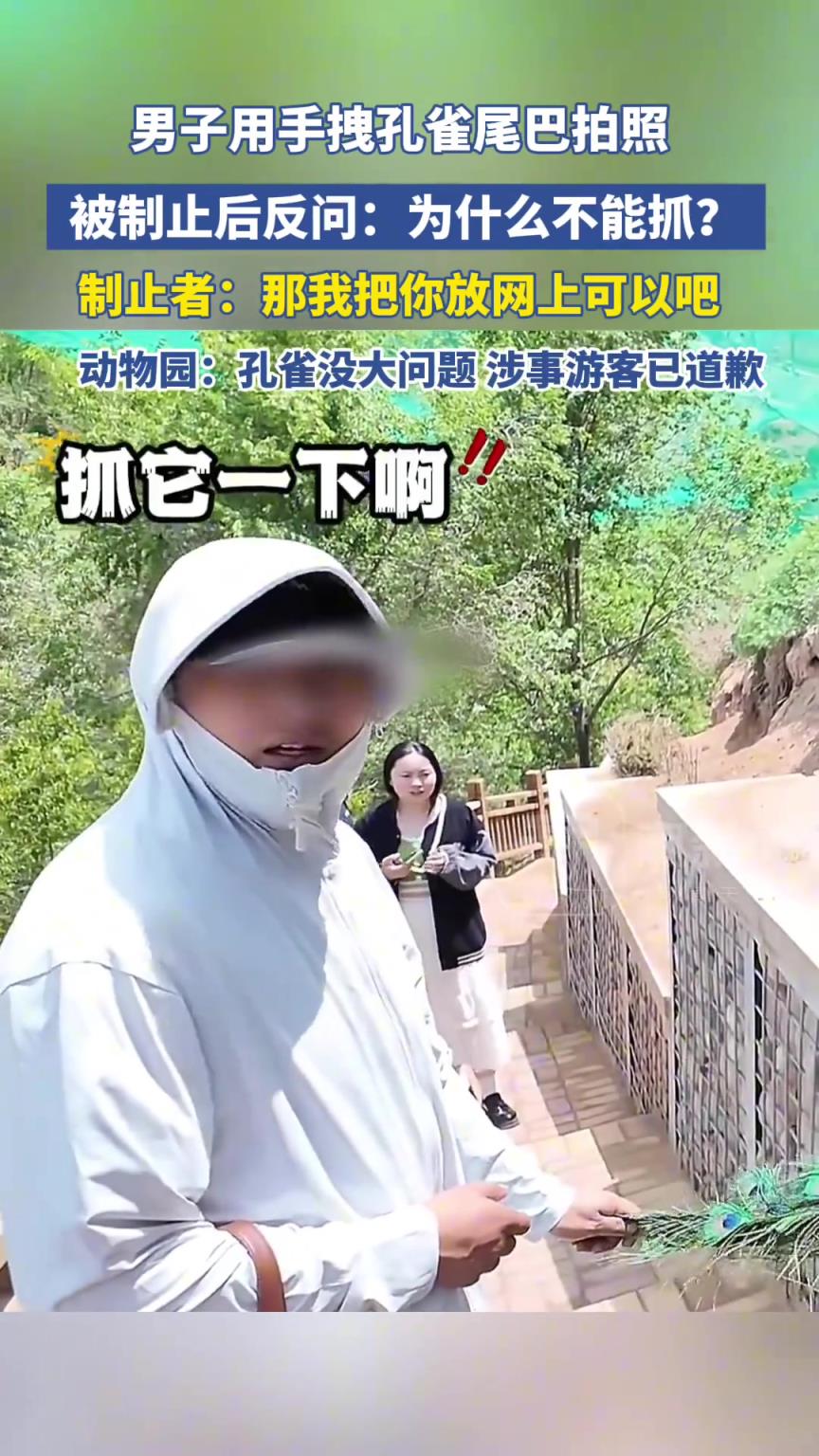 男子拽孔雀尾巴拍照被呵斥后反问：为什么不能抓？
