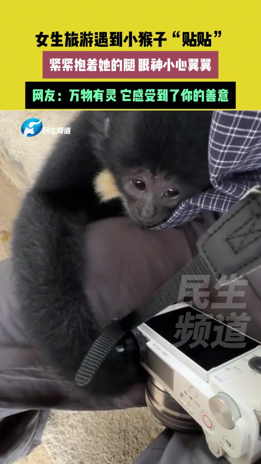 女生旅游遇到小猴子“貼貼”，緊緊抱著她的腿 眼神小心翼翼