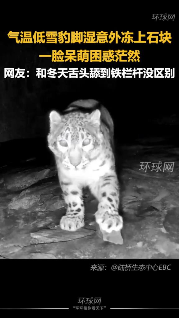 超萌一幕！雪豹脚湿意外冻上石块 一脸呆萌困惑茫然