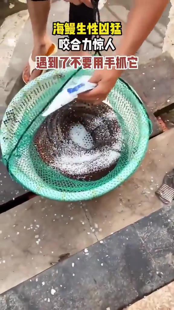 海鳗生性凶猛，咬合力很惊人，遇到了千万不要用手抓它