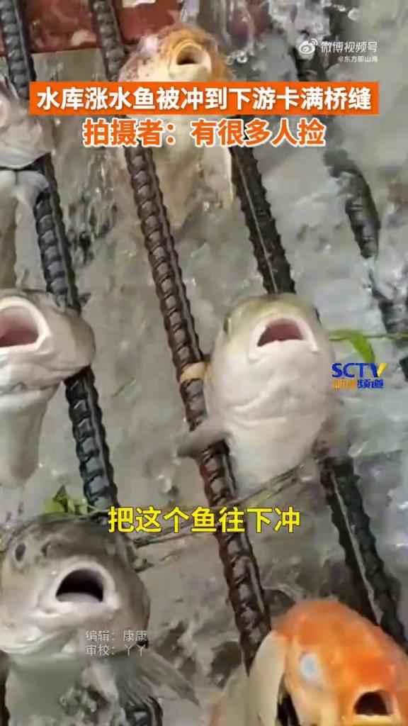 水庫漲水魚被沖到下游卡滿橋縫