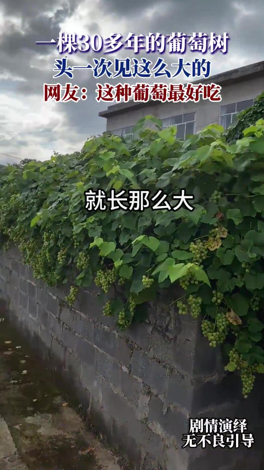 一棵30多年的葡萄樹，頭一次見這么大的