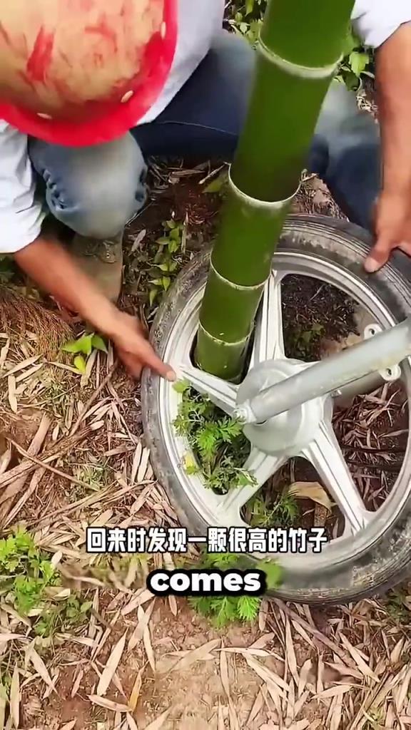 注意看这大哥的车轮滚进竹子里面去了，于是他想了各种办法