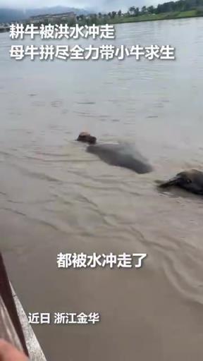 万物有灵！洪水中小牛被救起后第一时间找妈妈