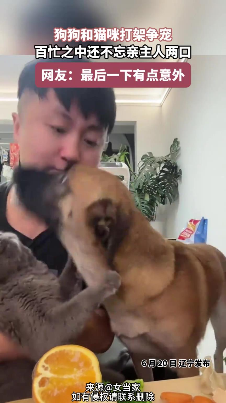 狗狗和猫咪打架争宠，百忙之中，还不忘亲主人两口