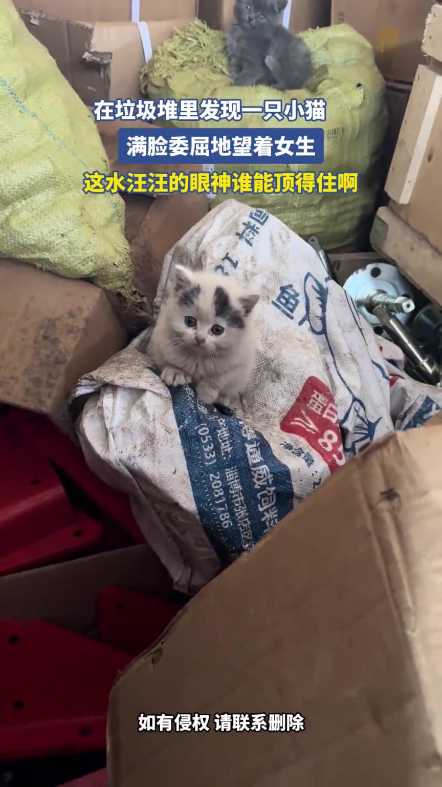 在垃圾堆里發(fā)現(xiàn)一只小貓，滿臉委屈地望著女生！