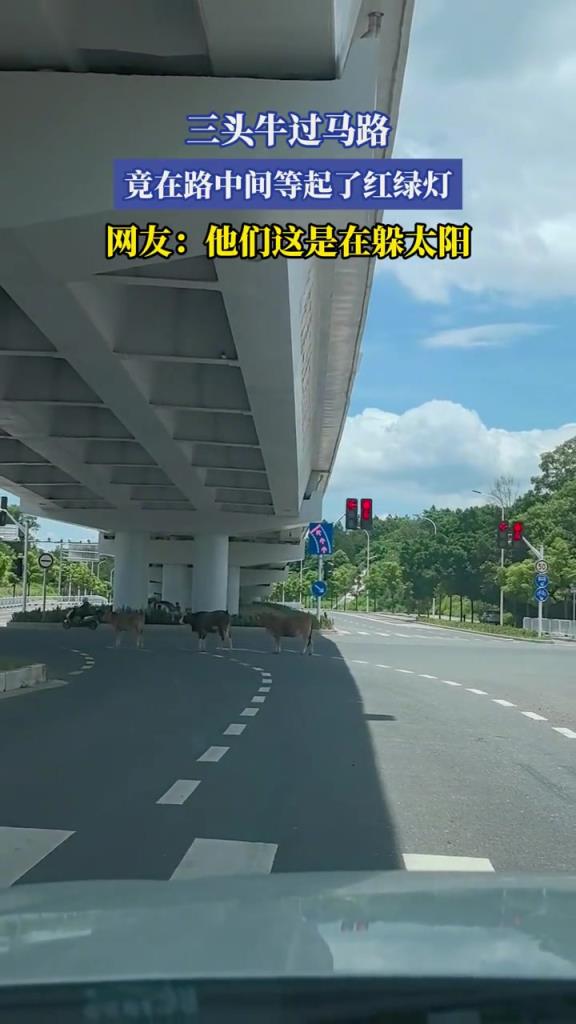 三头牛过马路,竟在路中间等起了红绿灯!!