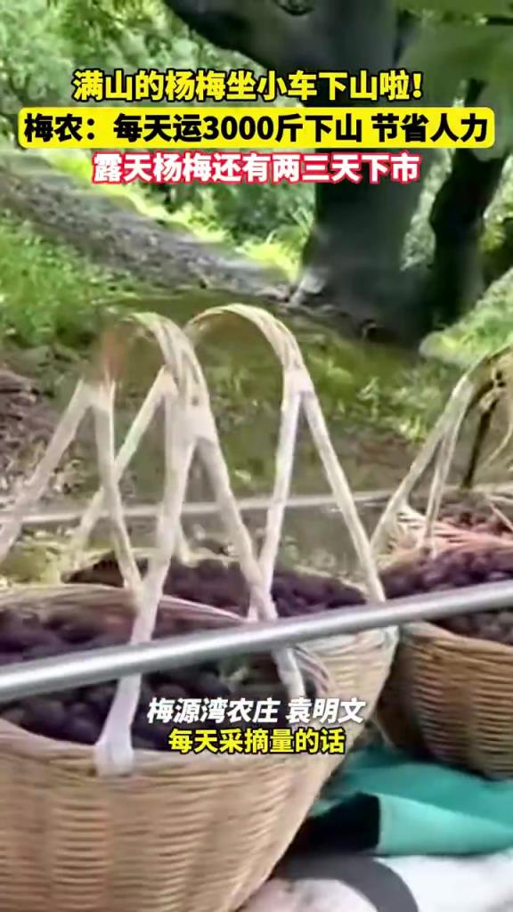 寧波滿山的楊梅坐小車下山啦