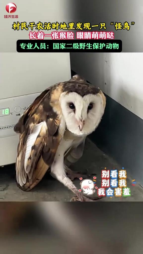 村民干農(nóng)活時(shí)地里發(fā)現(xiàn)一只“怪鳥(niǎo)”，長(zhǎng)著一張猴臉，眼睛萌萌噠。