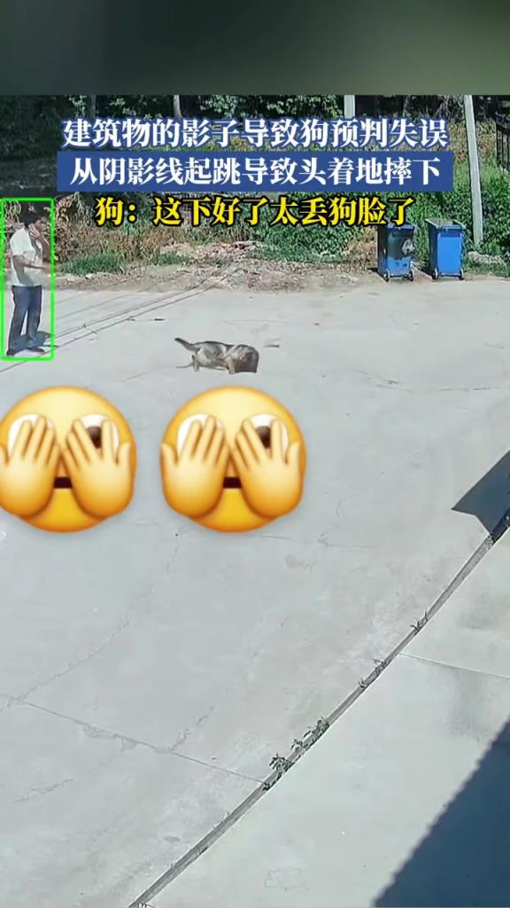 建筑物的影子导致狗预判失误,从阴影线起跳导致头着地摔下!