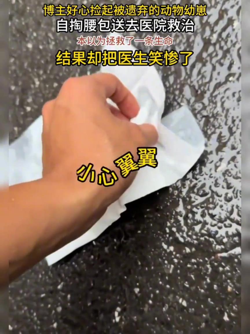 捡到一只被遗弃的小动物，从救治到放生