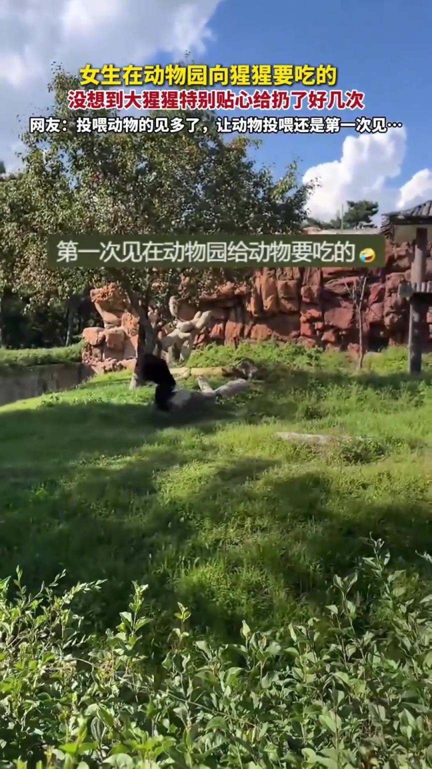 女生在动物园向猩猩要吃的 没想到大猩猩特别贴心扔了好几次