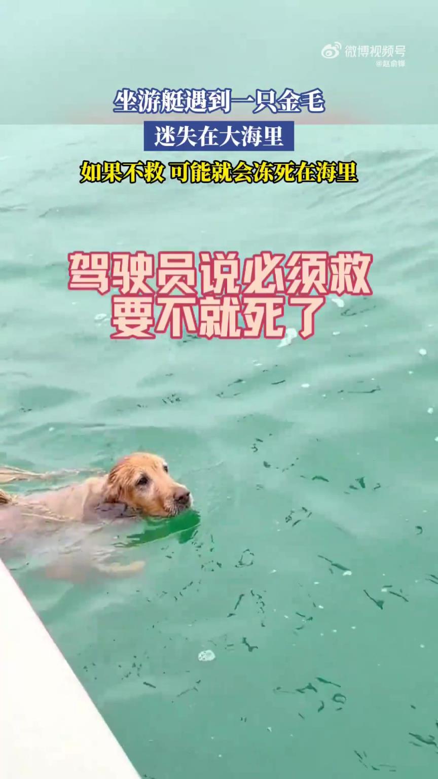 坐游艇遇到一只金毛，迷失在大海里，如果不救可能就會凍死在海里