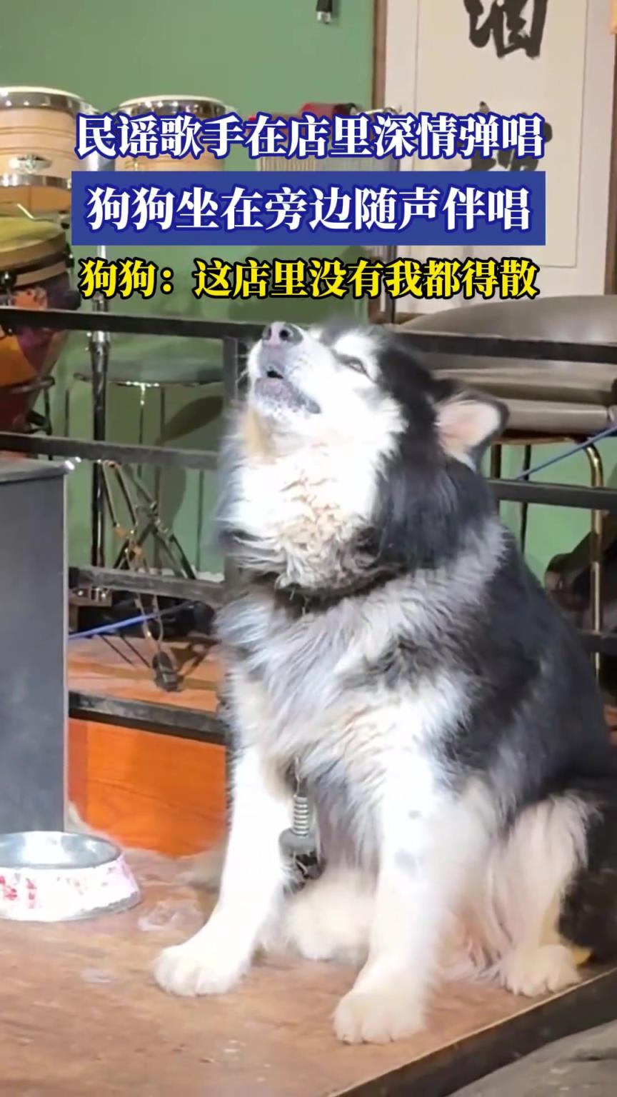 民謠歌手在店里深情彈唱，狗狗坐在旁邊隨聲伴唱