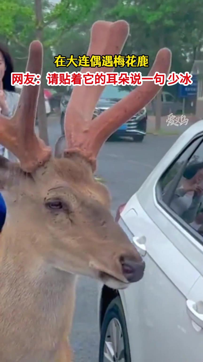 当你遇到一头鹿，你会对它说什么