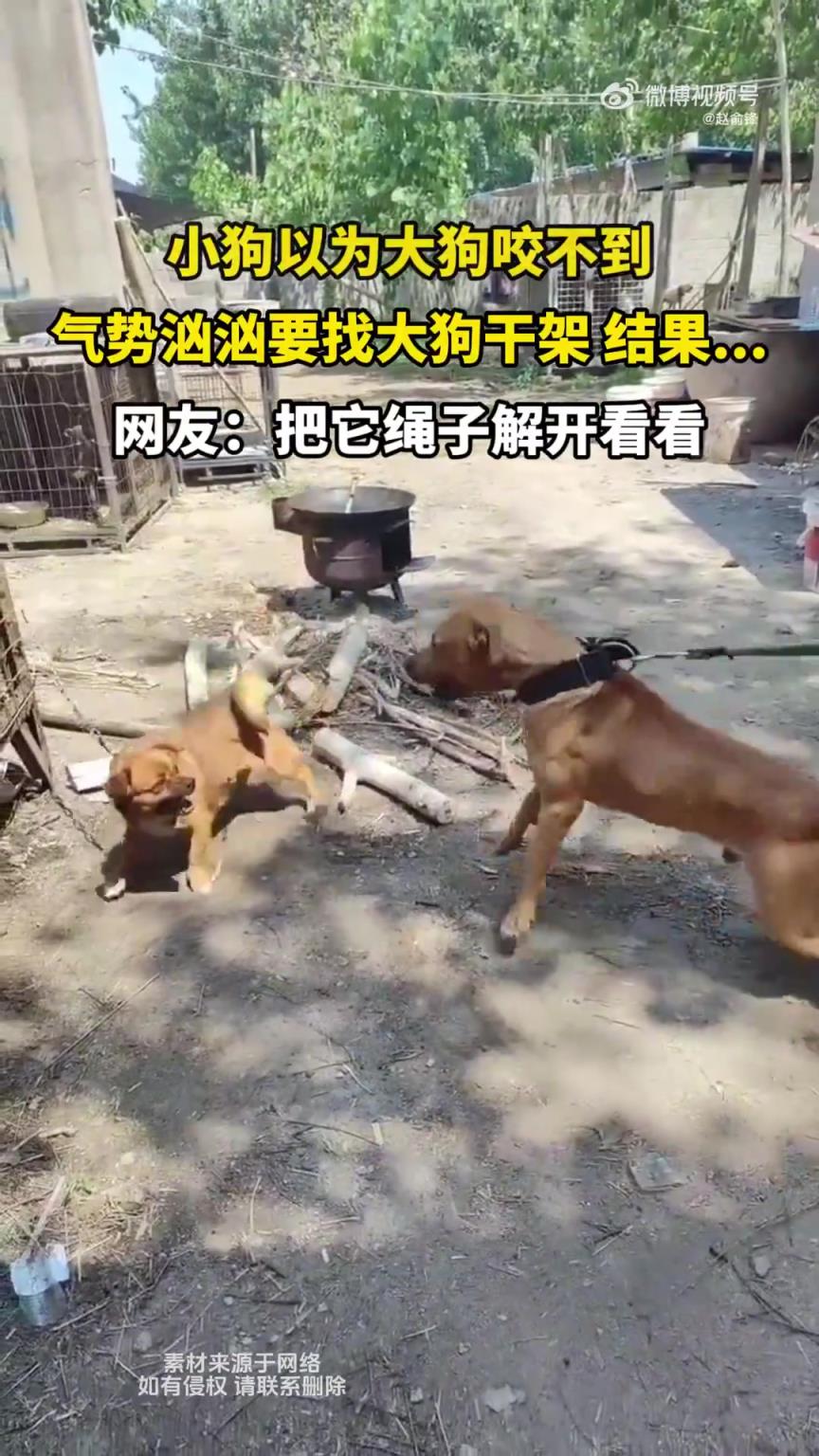 小狗以为大狗咬不到，气势汹汹要找大狗干架，结果都起飞了。