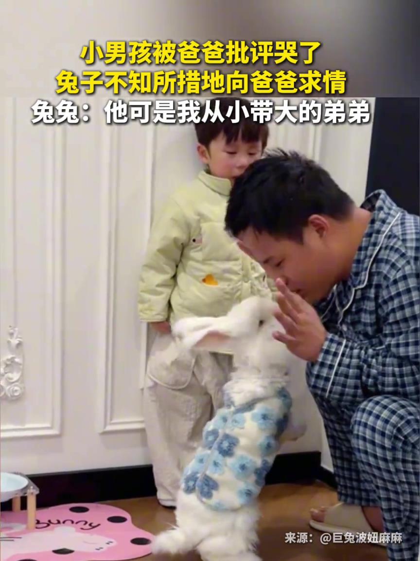 小男孩被爸爸批評哭了，兔子不知所措地向爸爸求情